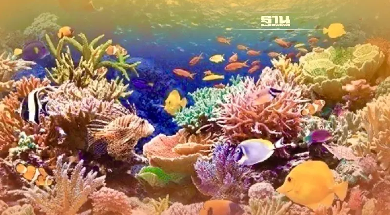 กรมทะเล ลงนาม MOU มีสทีน หลังประกาศงดใช้สารเคมีในครีมกันแดด ทำลายปะการัง