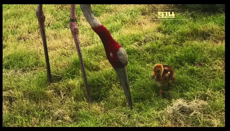 องค์การสวนสัตว์ แจ้งข่าวดี  ได้ “ลูกนกกระเรียนไทย” เป็นสมาชิกใหม่ ตัวแรก ของ ทุ่งน้ำรังสิต