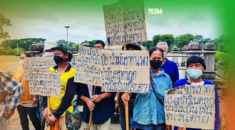 ชาวไร่เพชรบูรณ์ ร้องระงมพ่อค้ากดราคาข้าวโพด ชาวไร่เพชรบูรณ์ ร้องระงมพ่อค้ากดราคาข้าวโพด