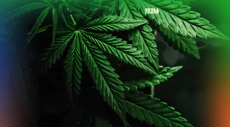 กัญชาเถื่อนทะลักเข้าไทย ผปก.วอนรัฐปิดช่องการนำเข้า