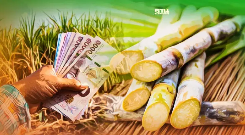 หวั่นม็อบชาวไร่อ้อย ครม.จัดให้เคาะ 8,320 ล้าน ช่วยค่าตัดอ้อยสด 120 บาท/ตัน