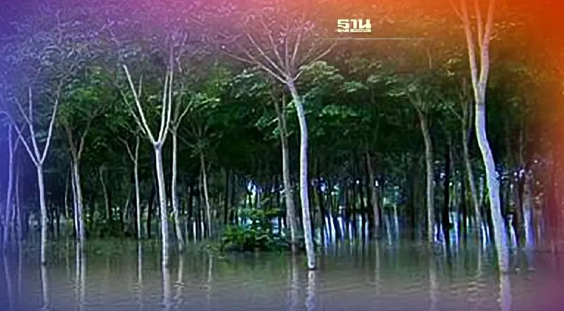 พายุกระหน่ำสวนยางผลผลิตลดฮวบ!  กยท.ใช้ “แก้มลิง”เก็บยันไม่ล้นตลาด