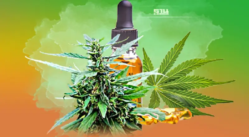 ผวาช่อดอก“กัญชา-กัญชง”ล้นตลาด ไร้คุณภาพ