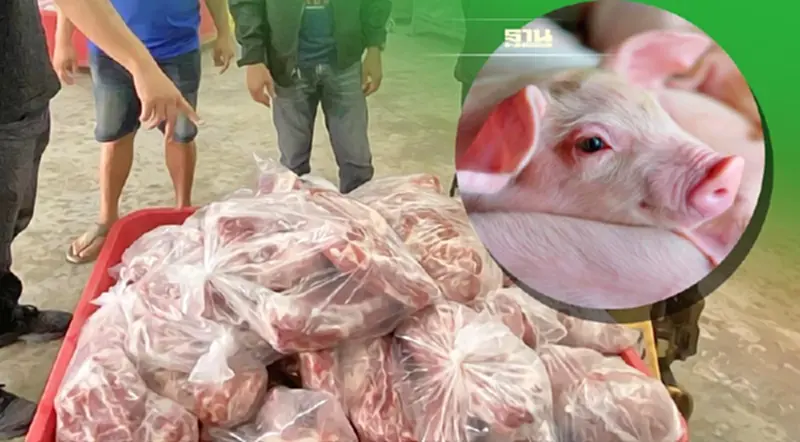 เปิดโปงเส้นทาง “หมูเถื่อน” ใครบงการ-ทำไมไม่มีใครกล้าหือ? เปิดโปงเส้นทาง “หมูเถื่อน” ใครบงการ-ทำไมไม่มีใครกล้าหือ?