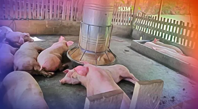 เชือดพ่อค้ารับซื้อหมู5รายโกงเครื่องชั่ง