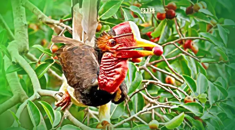 ครม.ไฟเขียวกำหนดให้ "นกชนหิน" เป็นสัตว์ป่าสงวนลำดับที่ 20