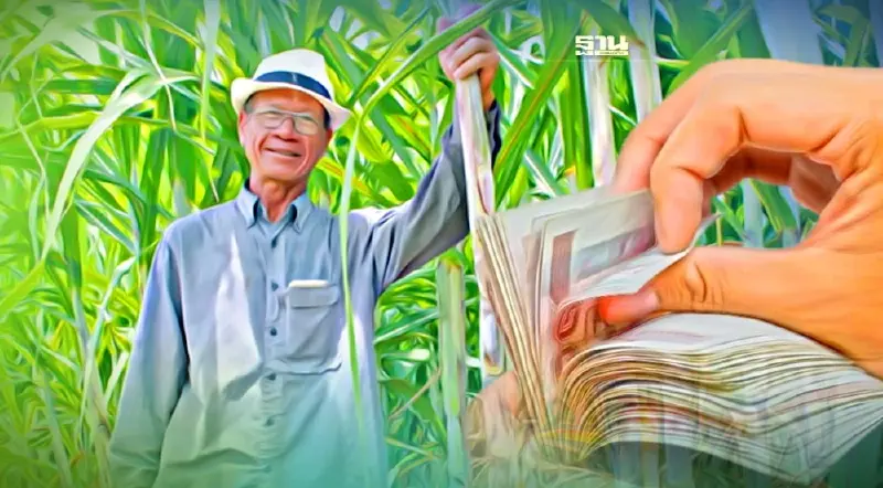 “ตรวจสิทธิ์อ้อย” ด่วน“เงินช่วยเหลือชาวไร่อ้อย” จ่ายรอบแรก ไม่เกิน 7 ต.ค. 65