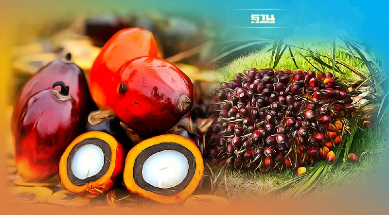 ราคาปาล์มวันนี้(6ต.ค.)ลดลงกี่บาทต่อกก.