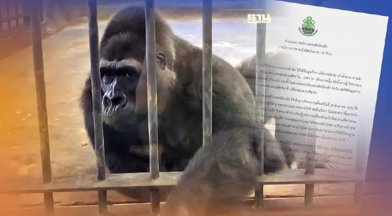 “บัวน้อย” สวนสัตว์พาต้า ออกแถลงการณ์ ขายบัวน้อยลิงกอริลลา ในราคา 30 ล้านบาท