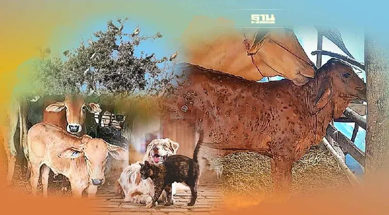 ส่งไม้ต่ออธิบดีกรมปศุสัตว์ใหม่ สานภารกิจป้องกัน ควบคุม กำจัดโรคระบาดสัตว์