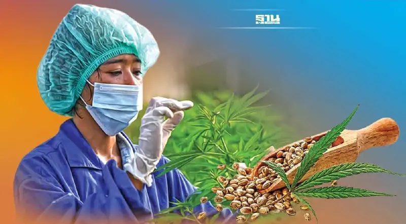 จี้คลอดกฎหมาย ‘กัญชา-กัญชง’ เอกชนครวญ กระทบเศรษฐกิจ-ท่องเที่ยว