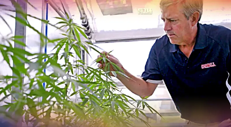 กัญชงยังฮ็อตดันตลาด "CBD" เอเชียแปซิฟิกโตทะลุ30%