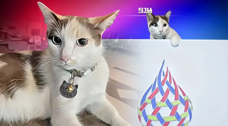 ทำความรู้จัก "แมวนวล" พรีเซ็นเตอร์หน้าแบ๊วการประชุม APEC 2022