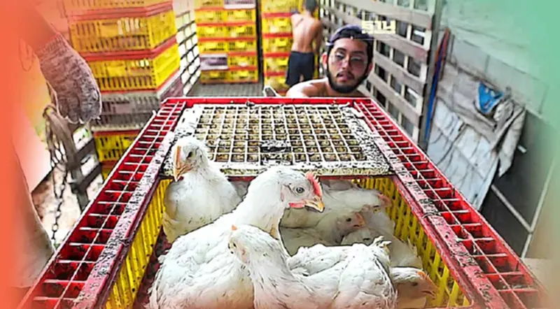 มาเลเซียผ่อนคลายมาตรการห้ามส่งออกไก่ เริ่ม 11 ต.ค. มาเลเซียผ่อนคลายมาตรการห้ามส่งออกไก่ เริ่ม 11 ต.ค.