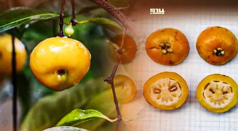 ค้นพบ“ส้มแก้วสมคิด” พรรณไม้ชนิดใหม่ของโลก ที่จังหวัดตรัง