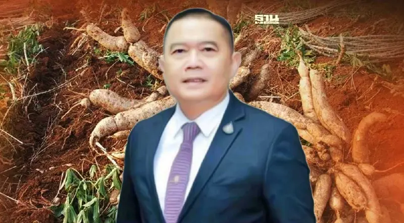 แจกฟรี "ท่อนพันธุ์มันสำปะหลัง" สู้โรคใบด่าง