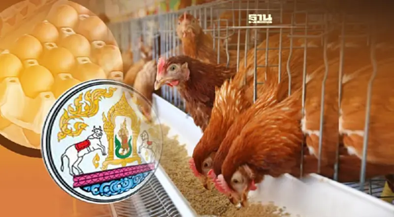 ลุ้น 10 พ.ย. กรมปศุสัตว์ ไฟเขียวโควตานำเข้าพ่อแม่พันธุ์ไก่ไข่ ปี 2566 ลุ้น 10 พ.ย. กรมปศุสัตว์ ไฟเขียวโควตานำเข้าพ่อแม่พันธุ์ไก่ไข่ ปี 2566