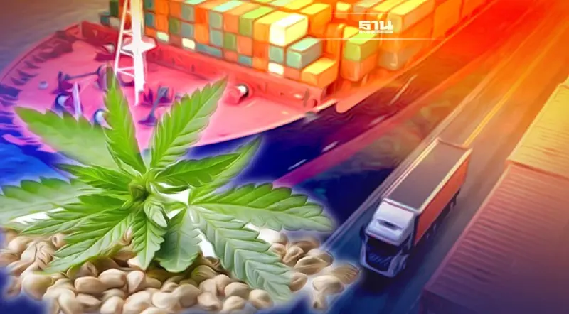 เริ่มวันนี้ ขนเมล็ดพันธุ์กัญชา กัญชง เข้าประเทศ ผ่านทางบก-เรือ