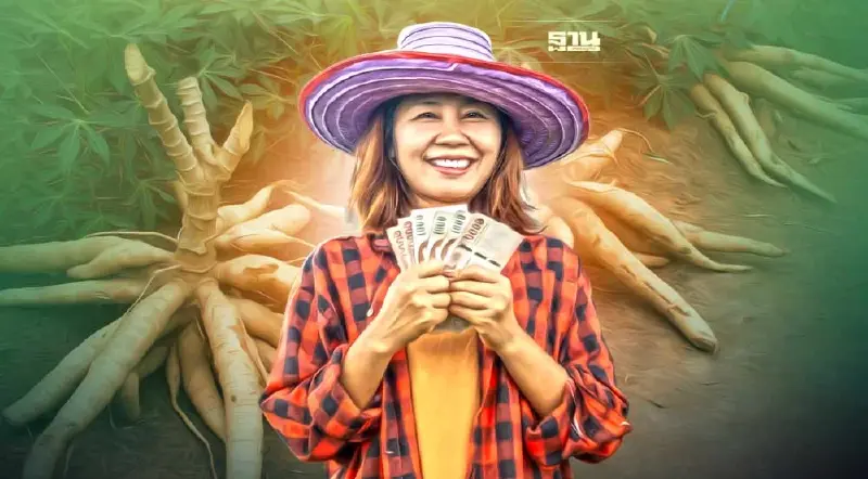 ประกันรายได้มันสำปะหลังงวด12  ราคาพุ่งไม่จ่ายชดเชย