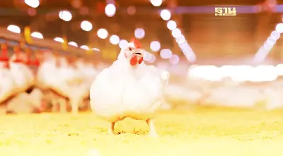 ซีพีเอฟ ใช้ระบบคอมพาร์ทเม้นท์ ป้องกันโรคไข้หวัดนก 100% ตอกย้ำผู้ผลิตอาหารปลอดภัย