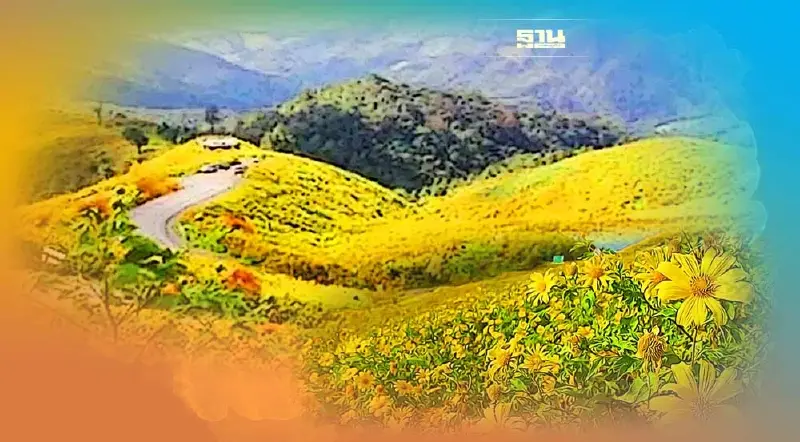 ดีเดย์ 9  พ.ย.นี้เปิด“ทุ่งดอกบัวตอง”ดอยแม่อูคอ 1ปีมีครั้งเดียว บานรับลมหนาว