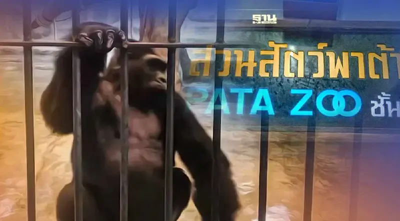 ทำความรู้จัก "บัวน้อย" ลิงกอริลลา ในตำนานสวนสัตว์พาต้า