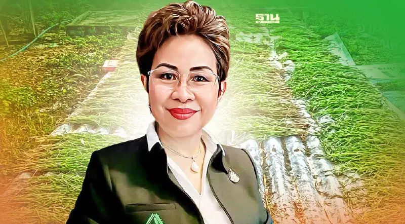 จีนไม่มาซื้อ เกษตรกรฝันค้าง “หญ้าแม่มด” กิโลฯ ละ 600 บาท