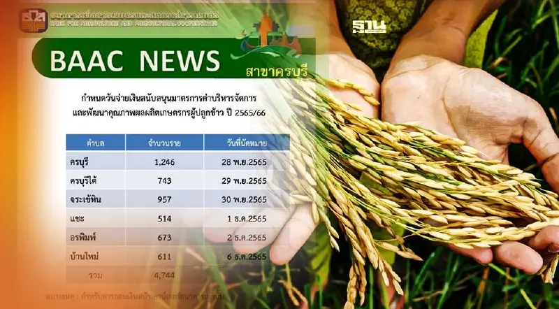 เช็คเงิน ธ.ก.ส.ล่าสุด ประกันรายได้ข้าวปี 2565/66 สาขากำแพงเพชร ดูแผนโอนเงิน