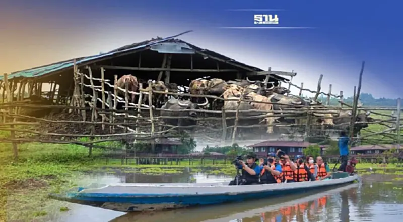 FAO ประกาศให้การเลี้ยงควายปลักทะเลน้อย เป็นพื้นที่มรดกโลกการเกษตร FAO ประกาศให้การเลี้ยงควายปลักทะเลน้อย เป็นพื้นที่มรดกโลกการเกษตร
