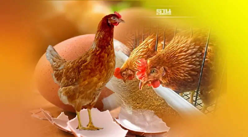 “มานิจฟาร์ม” เจ๋งผลิต-ขาย พ่อแม่พันธุ์ไก่ไข่เจ้าแรก ช่วยลดนำเข้า “มานิจฟาร์ม” เจ๋งผลิต-ขาย พ่อแม่พันธุ์ไก่ไข่เจ้าแรก ช่วยลดนำเข้า