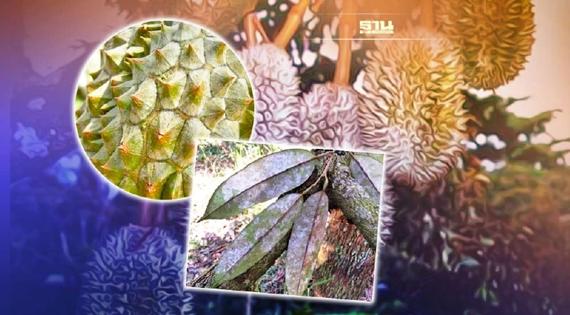 เตือนเกษตรกร ระวัง! โรคราแป้งในทุเรียน