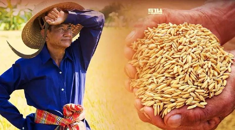 ชาวนาโวย ขายข้าวได้ราคาต่ำกว่าประกันรายได้