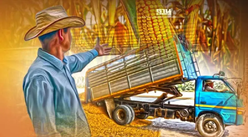 พ่อค้าโวยโรงสี ตัดหน้า ให้ค่าเหยียบเบรก ซื้อข้าวโพดเลี้ยงสัตว์ ตันละ 100 บาท