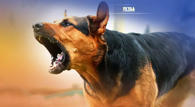 ตำรวจเตือนปล่อยสุนัขกัดผู้อื่นเจ้าของเจอโทษหนักจำคุกสูงสุด 10 ปี