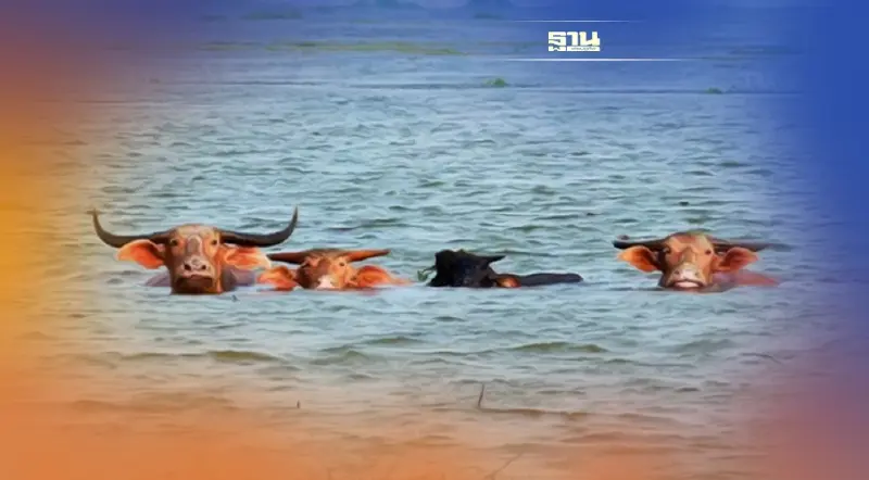 ทำไม'ควายน้ำทะเลน้อย’ขึ้นแท่นมรดกโลกทางการเกษตรแห่งแรกของไทย