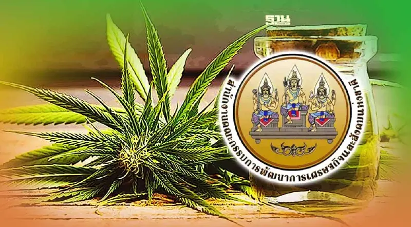 ครั้งแรก สภาพัฒน์ แนะไทยควรรู้ 6 เรื่องก่อน "เปิดเสรีกัญชา" 