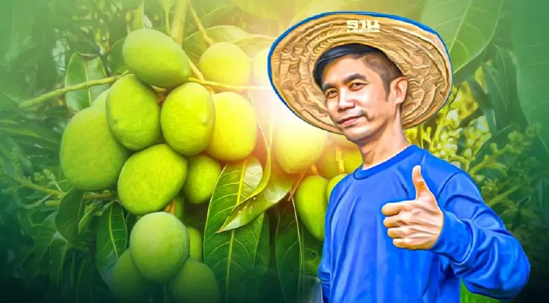 รู้จัก “มะม่วงเบาสงขลา” สินค้าGI สร้างรายได้กว่า 58 ล้านบาทต่อปี