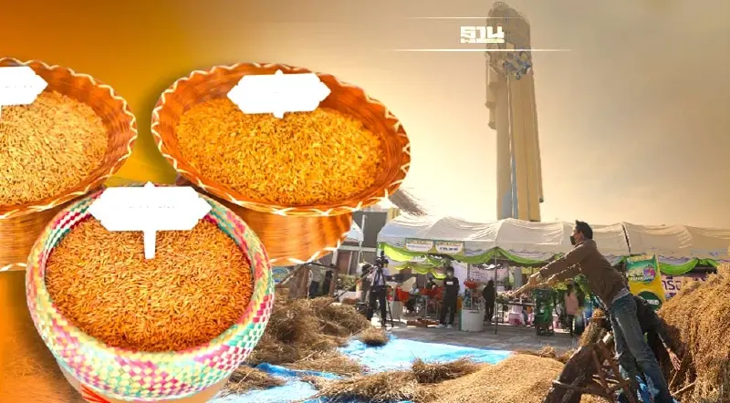 ปลุกตำนานผสานนวัตกรรม "ข้าวหอมมะลิ ทุ่งกุลาร้องไห้" กระตุ้นกำลังซื้อ