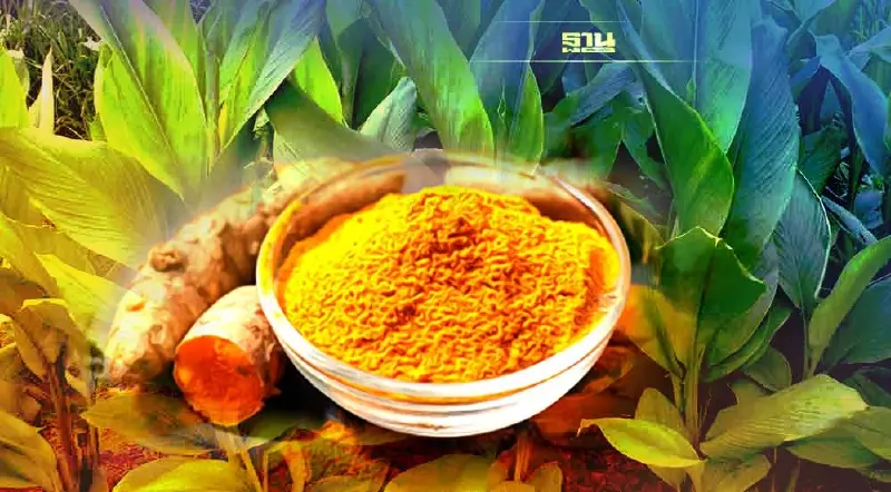 ข่าวดี รีบปลูก “ขมิ้นชัน”สมุนไพร Superfoodไทย