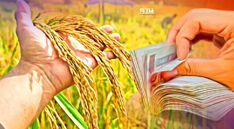 ประกันรายได้ข้าว2565/66 งวด 9 รับเงินชดเชยสูงสุด 15,335.10 บาท