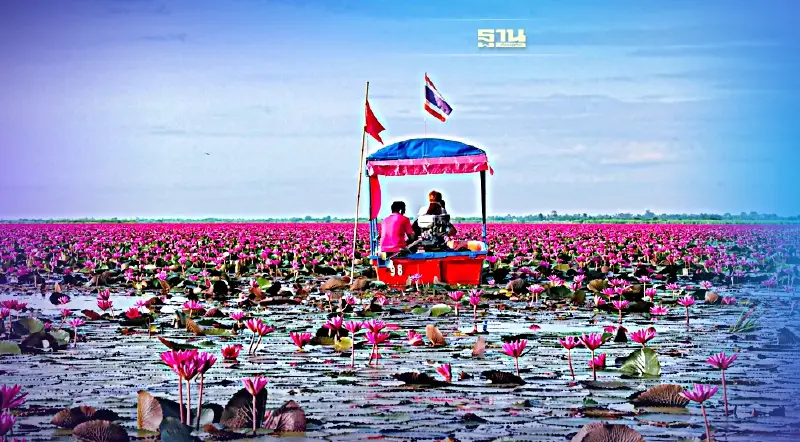 ทะเลบัวแดงหนองหานบานสะพรั่งแล้วคนแห่ชมทะลุ200,000คน