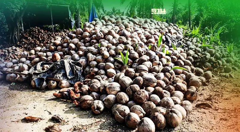 “พาณิชย์” คุมเข้มนำเข้ามะพร้าวเน้นใช้ของในประเทศก่อน