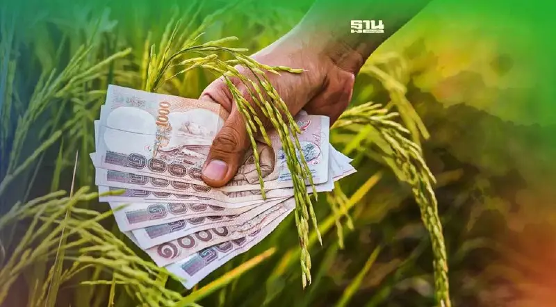 ตรวจสอบ "ประกันรายได้เกษตรกร" 65/66 งวด 8 จ่ายเงินส่วนต่าง "ประกันราคาข้าว"