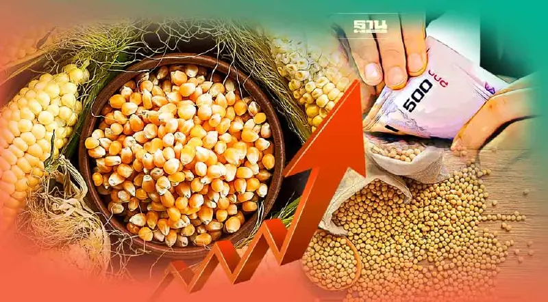 ต้นทุนอาหารสัตว์ปี 66 พุ่งต่อ กฎอียูอัดซ้ำ ส่งออกไก่แสนล้านบนความเสี่ยง