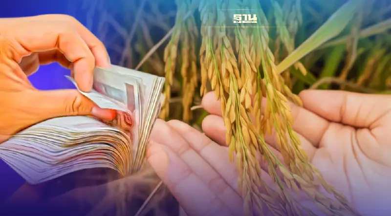 "จ่ายส่วนต่างข้าว" งวดที่ 8 ข้าวเปลือกเจ้า รับสูงสุด