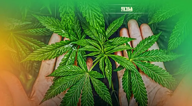 สรุปให้ "กัญชา" มีอะไรบ้างที่ทำได้-ทำไม่ได้บ้าง