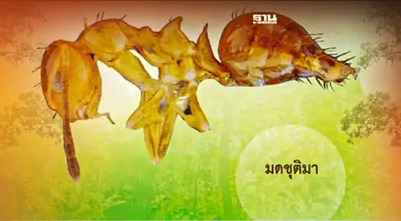 ทำความรู้จัก สัตว์ชนิดใหม่ของโลกที่พบในไทยล่าสุด 4 ชนิด คลิกที่นี่ ทำความรู้จัก สัตว์ชนิดใหม่ของโลกที่พบในไทยล่าสุด 4 ชนิด คลิกที่นี่