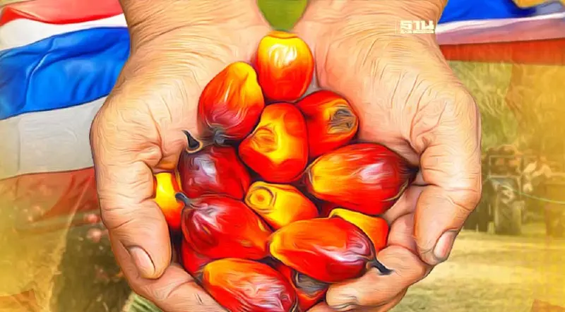 ราคาปาล์มไทยขยับขึ้น หลังอินโดนีเซียลดส่งออก