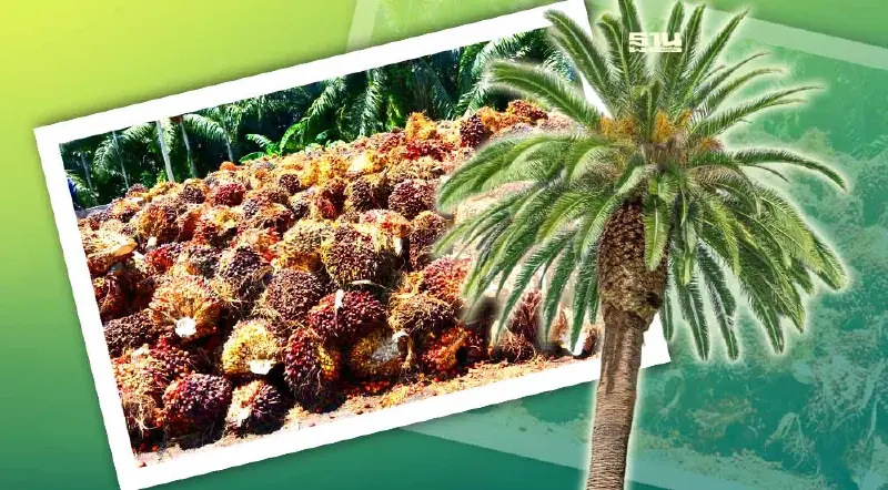  “พาณิชย์”สั่งคุมเข้มชายแดน ป้องกันลักลอบซื้อผลปาล์ม