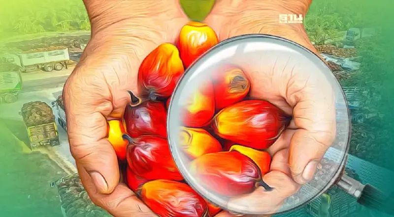 ราคาปาล์มน้ำมันวันนี้ อัพเดท 10 มกราคม 2566